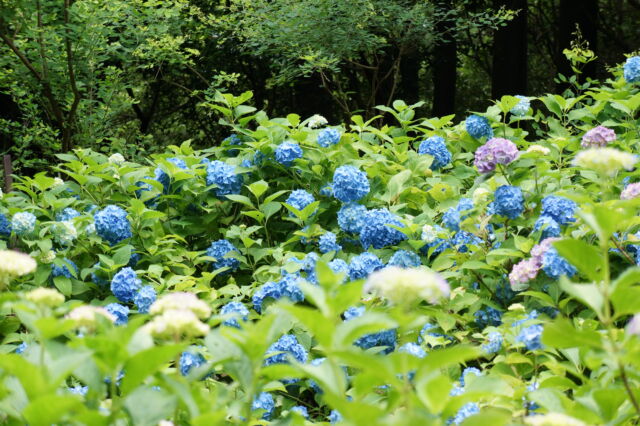 神戸市立森林植物園の青いあじさいの写真素材