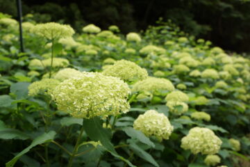 神戸市立森林植物園の緑のあじさいの写真素材