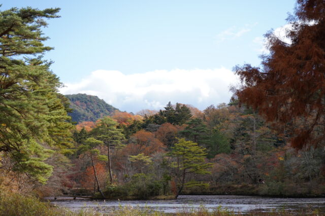 神戸市立森林植物園の秋の長屋池の写真素材