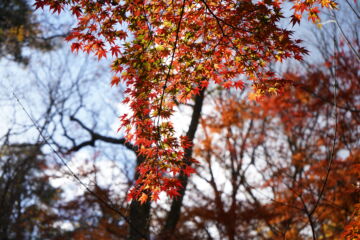 神戸市立森林植物園の秋の紅葉の写真素材